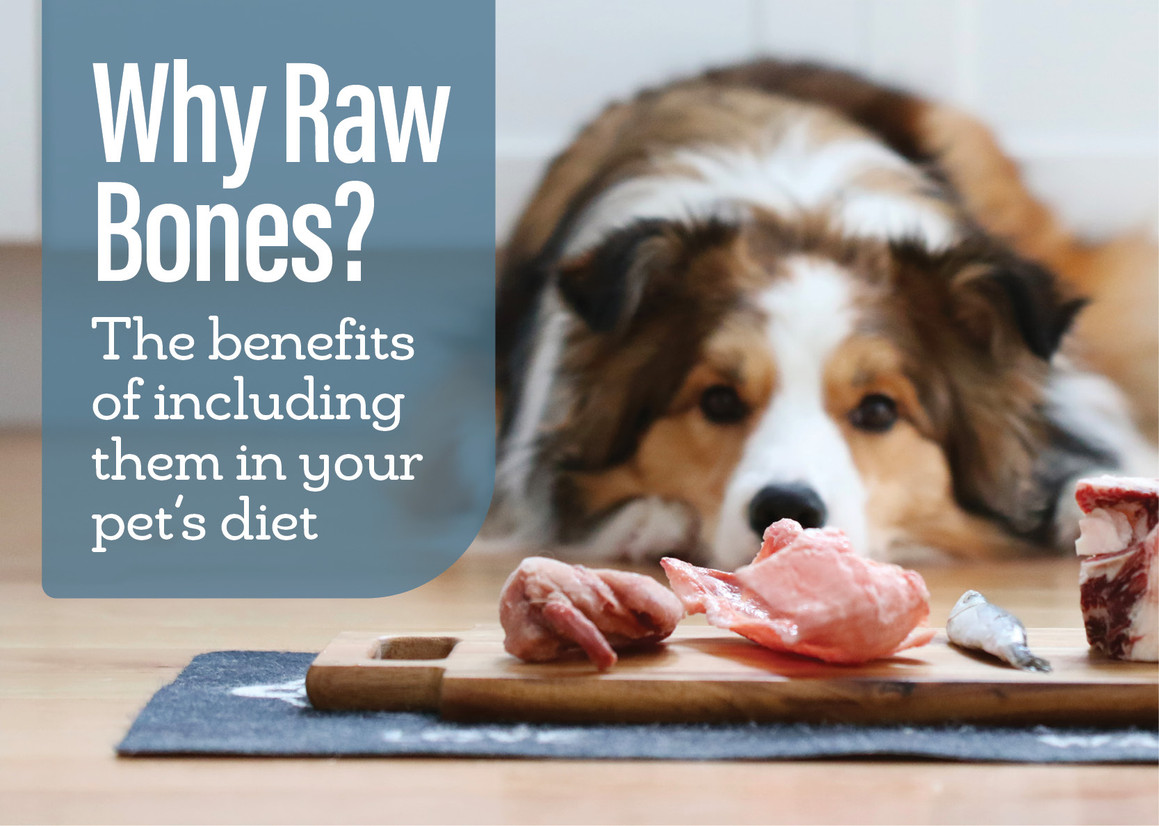 Give the Dog (and cat) a Bone Give the Dog (and cat) a Bone