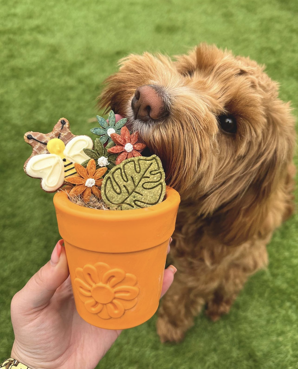 SodaPup eCup Flower Pot - Orange