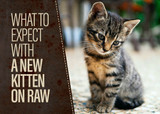 New Kitten? We Can Help With That! 