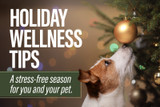 Holiday Wellness Tips: A stress-free season for you and your pet