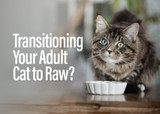 Tips for Transitioning Your Adult Cat to Raw