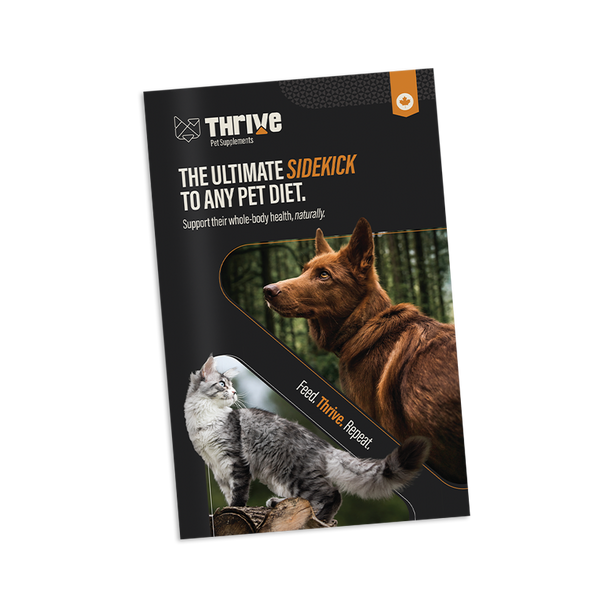 Thrive Brochure English - 20 pk