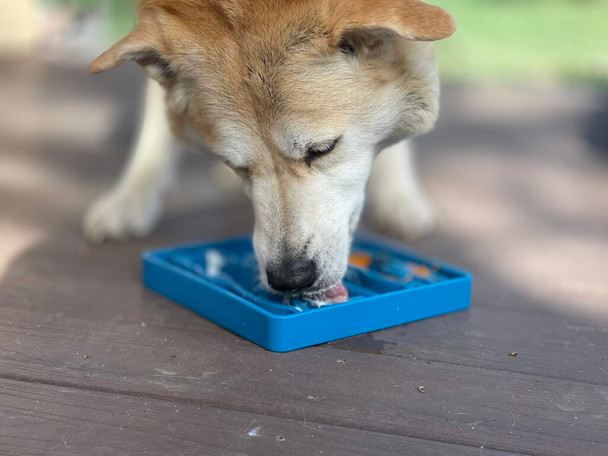 Dog eating from SodaPup eTray Waiting