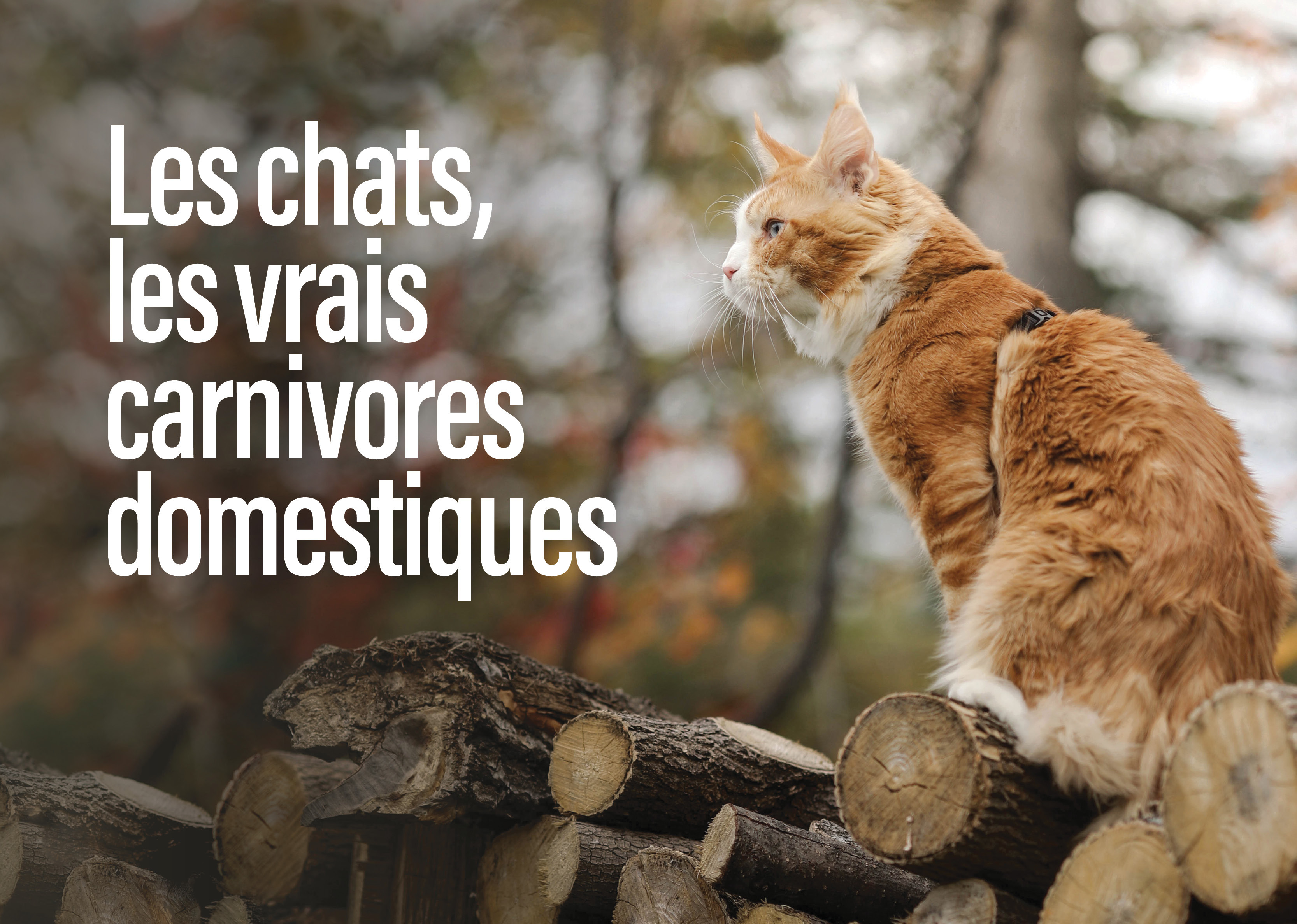 Les chats, véritables carnivores domestiques Les chats, véritables carnivores domestiques