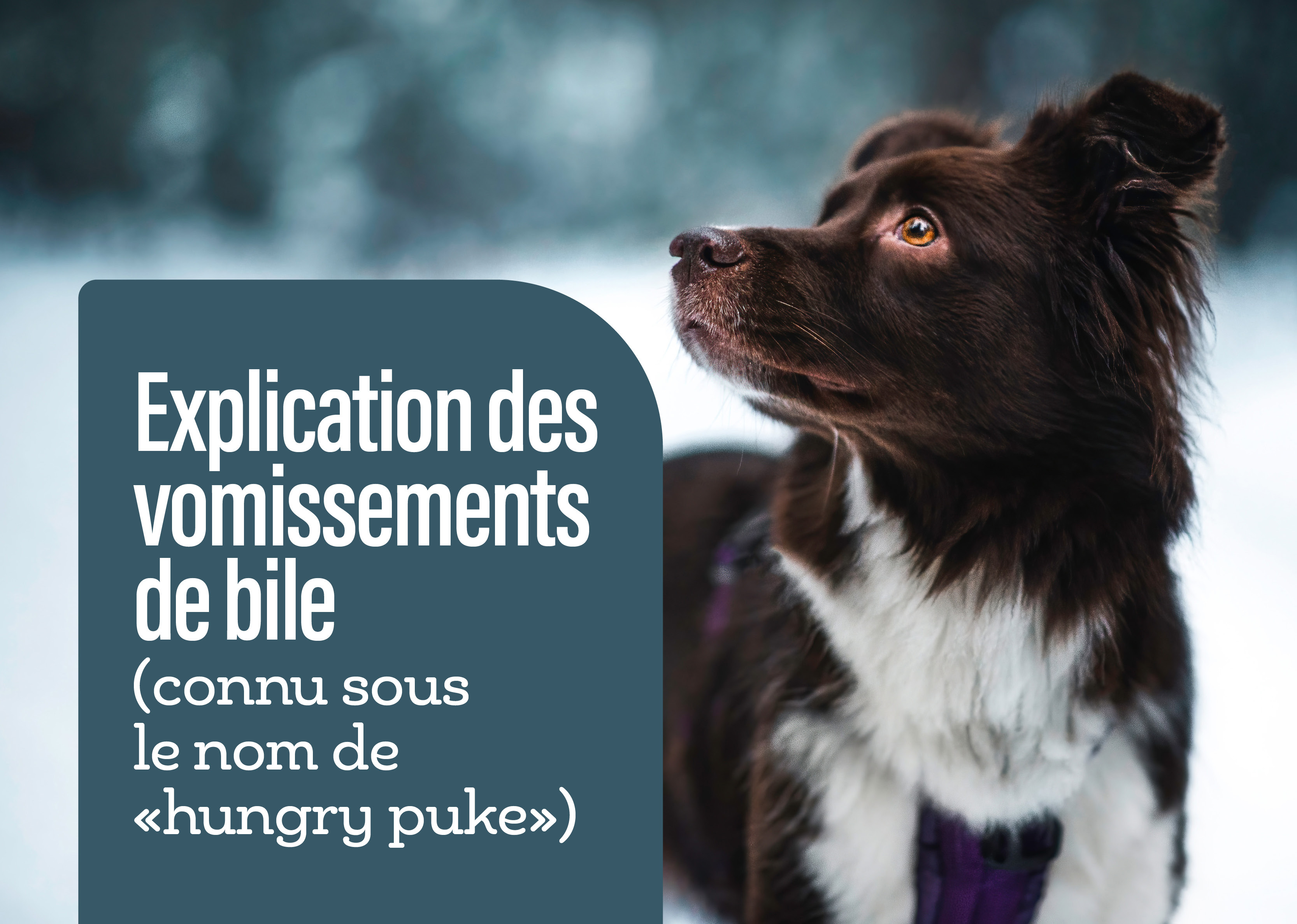 Explication des vomissements dus à la faim