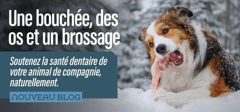 Morsures, os et brossage