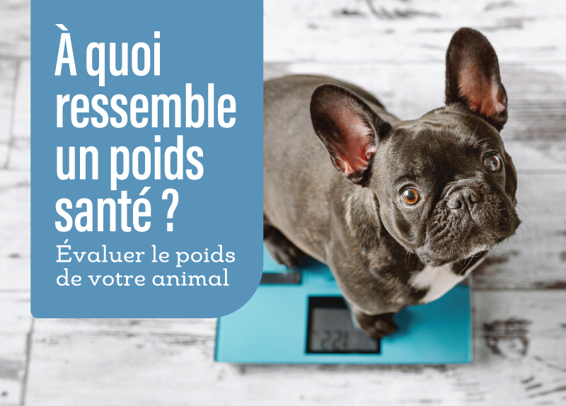 À quoi ressemble un poids santé?