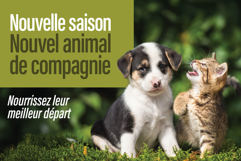 Nouvelle saison, nouvel animal de compagnie