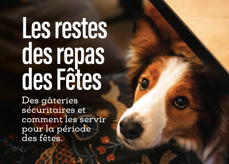 Gâteries de Noël pour votre animal de compagnie : aliments sûrs, mises en garde et plaisirs festifs ! 