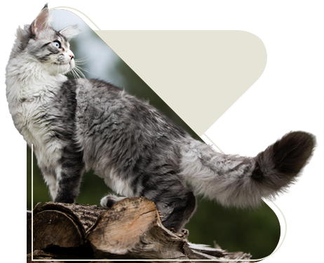 Cat jumping outdoors