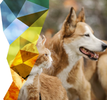 Cat and dog