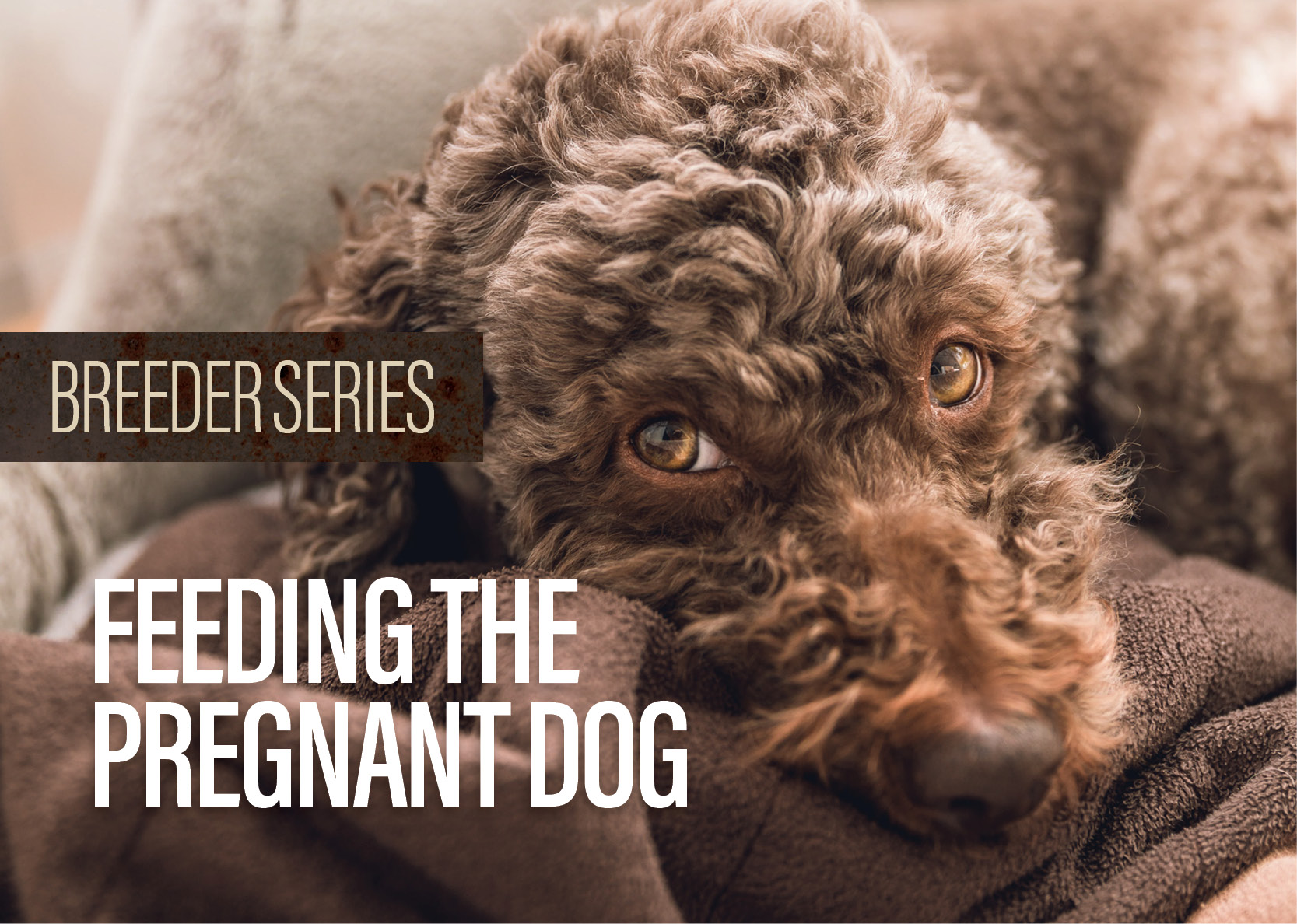 Picture of Feeding The Pregnant Dog - Big Country Raw
