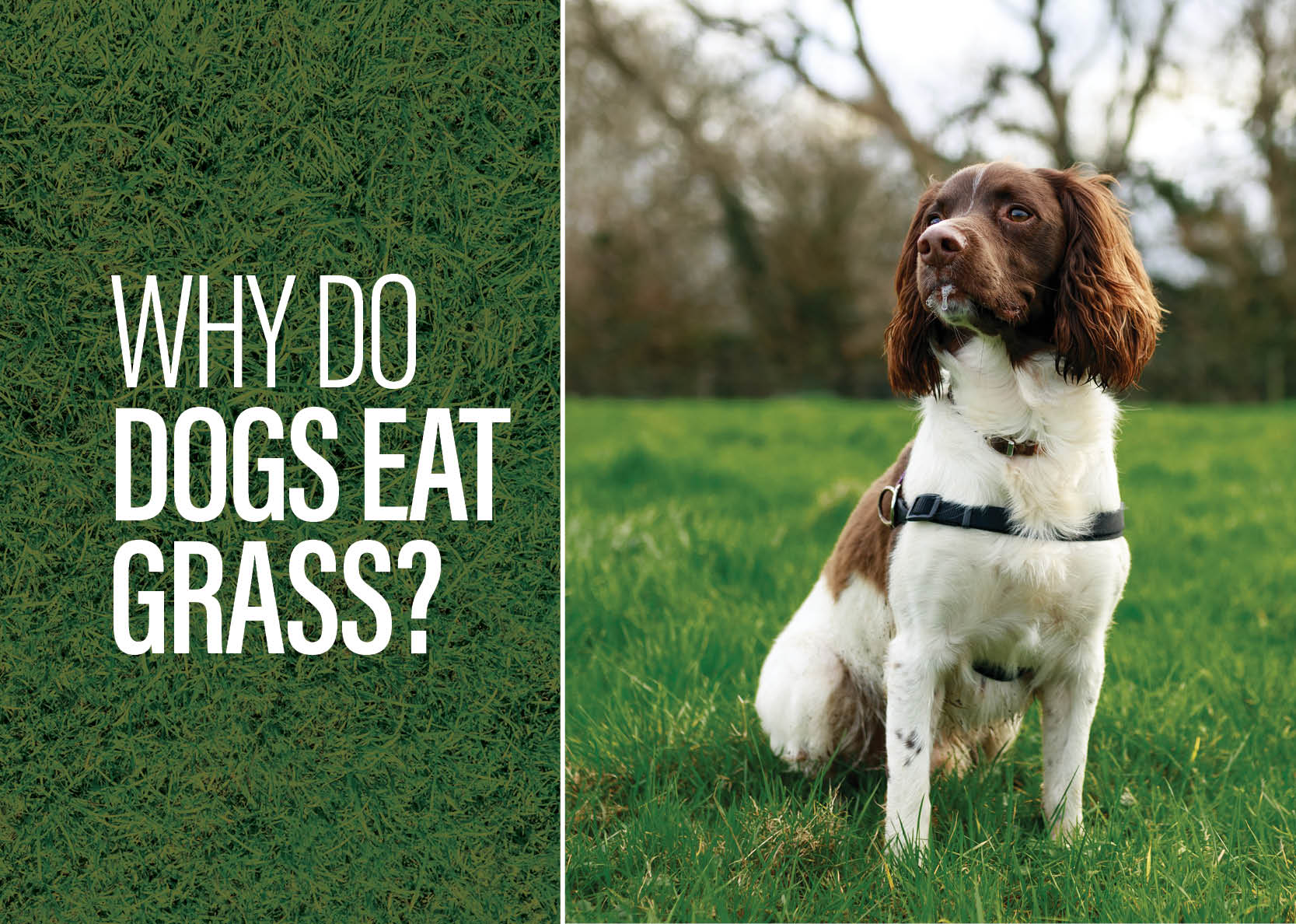 View of Why Do Dogs Eat Grass? - Big Country Raw