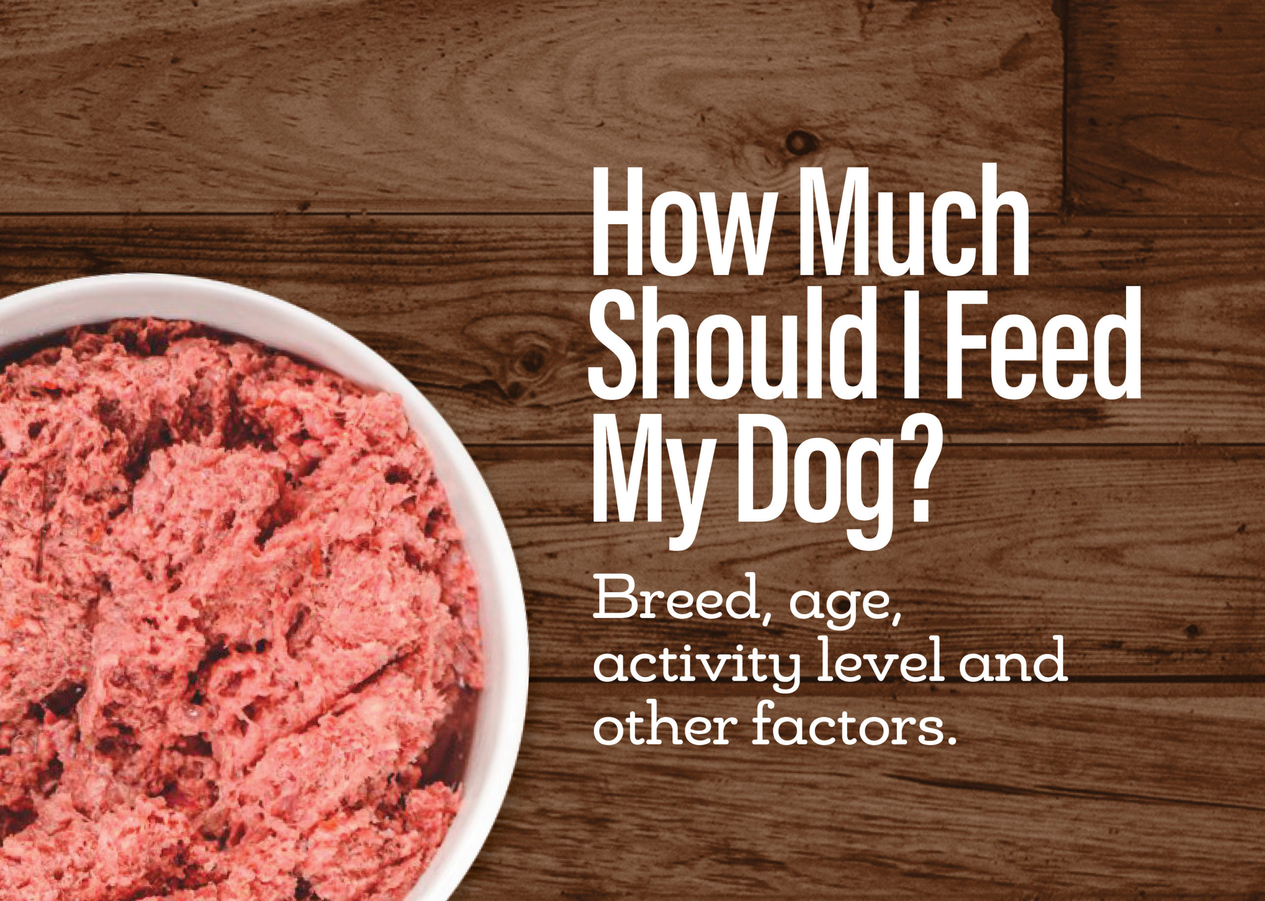 how much should i feed my dog