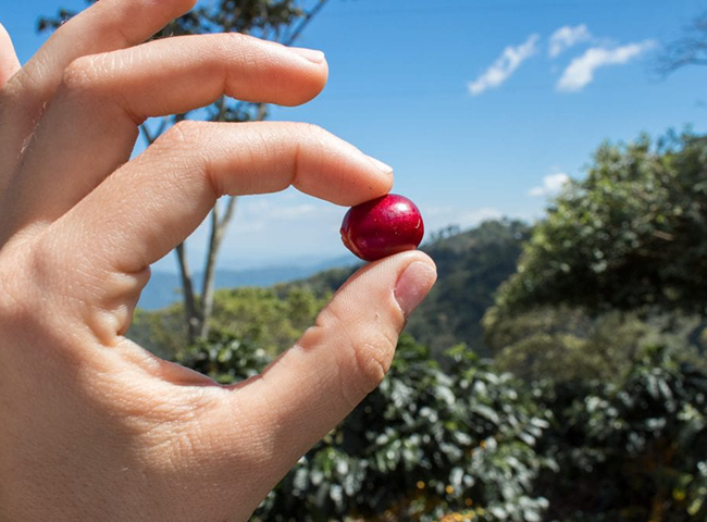 Finca Las Margaritas