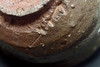 Nakagawa Jinenbo (1953-2011) Vintage drinking cup in Karatsu pottery #4209