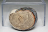 Nonomura Ninsei (1648-1690) Antique pottery incense case "raccoon dog" #4950
