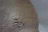 Fujiwara Kei (1899-1983) Vintage BIZEN pottery sake cup #5010