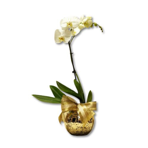 Orchid gift add-on to any gift basket