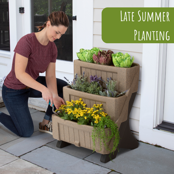 Late Summer Planting Ideas Late Summer Planting Ideas