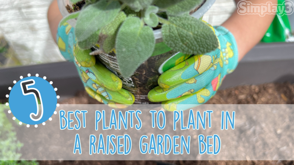 5 best plants to plant in a raised garden bed