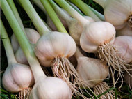 modal-Garlic