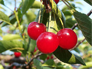 modal-Tart Cherry