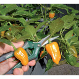 Draper 165mm Precision Curved Pruning Secateur
