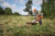 HUSQVARNA 435 II 15" Petrol Chainsaw