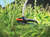 Black & Decker 33cm 700W Electric Strimmer