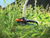 Black & Decker 35cm 900W Electric Strimmer