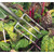 Draper Carbon Steel Border Fork (88791)