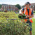Draper 500mm 22.5cc Petrol Hedge Trimmer (32319)