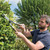 Draper 230mm Garden Shears with Ash Handles (Wave Edge Blade) (36792)