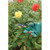 Draper Soft Grip Garden Scissor Set (18299)