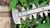 Bosch EasyHedgeCut 18-45 Cordless Hedgecutter