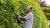 Bosch UniversalHedgeCut 50 Electric Hedgecutter