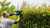 Bosch UniversalHedgeCut 50 Electric Hedgecutter