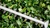 Bosch UniversalHedgeCut 50 Electric Hedgecutter