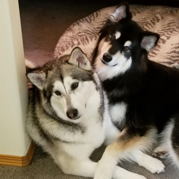 Koda & Kai