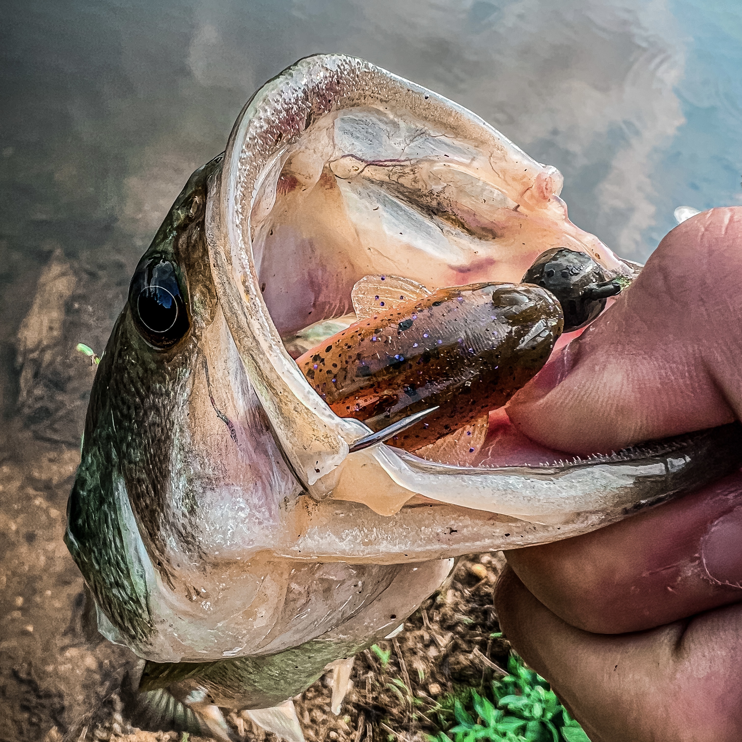 4.25 Ghastly Goby