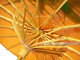 Dark Orange Asian Parasol 22in