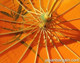 Dark Orange Oriental Parasol 32in