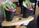 Wooden Temaki Hand Roll Stand 3 Holes