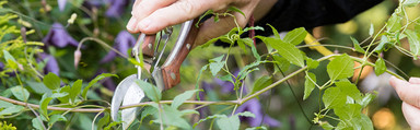 Pruning for the Future Pruning for the Future