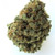 Afcrack_Sativa