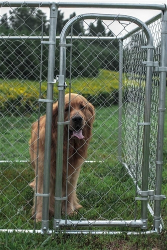 chain link gate latch dog proof