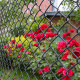 Galvanized Steel Chain Link Fence Fabric – 4x50 ft. – 7 Gauge – Black