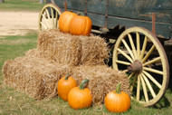 Happy Fall Y'all