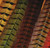 Hareline Ringneck Pheasant Tail Feathers Assorted Colors - Fly Tying